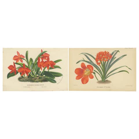 Vibrant Orchid and Clivia: A Botanical Duo from Van Houtte's Collection, c.1875