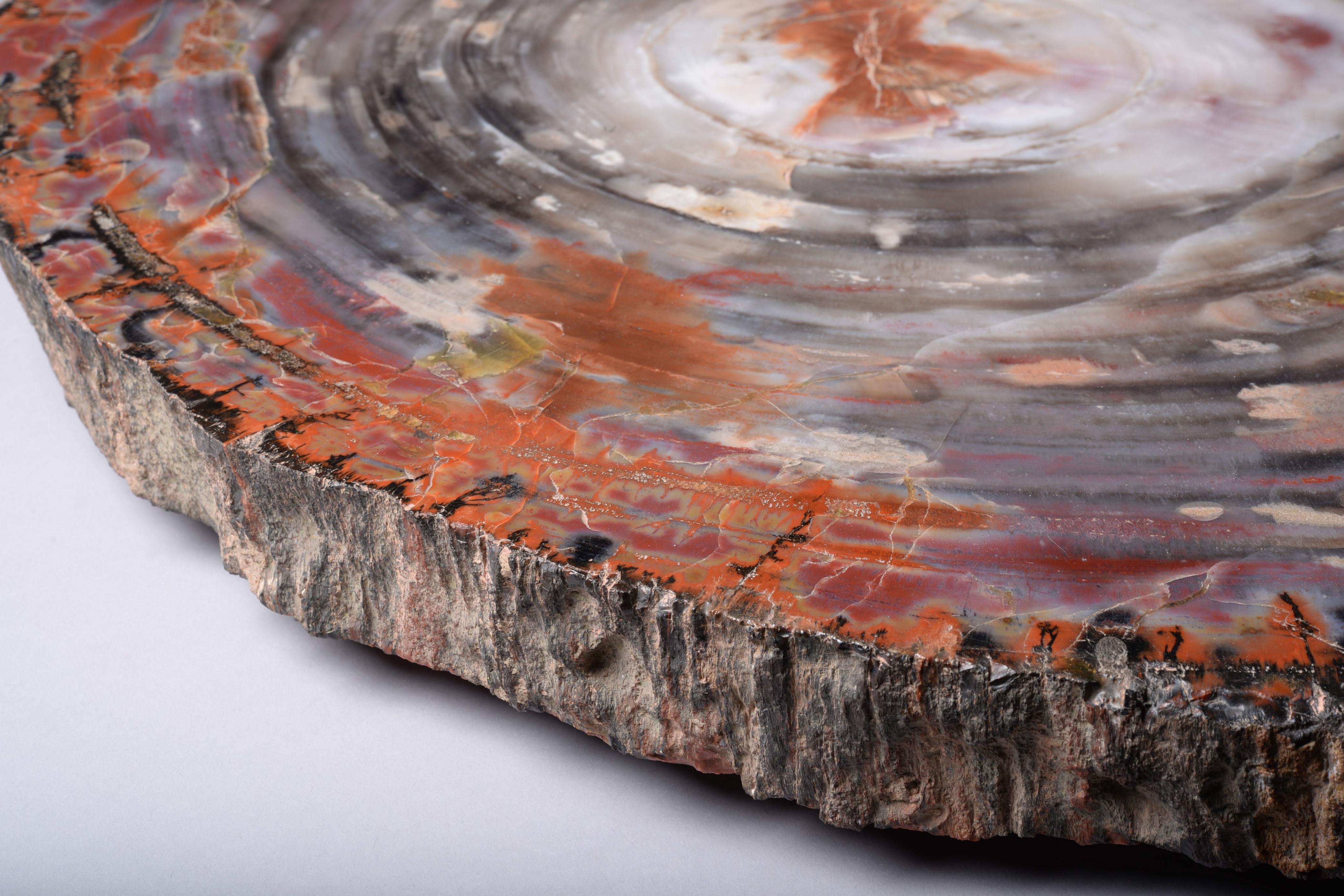 Petrified Wood Slice from Arizona In Excellent Condition For Sale In London, GB