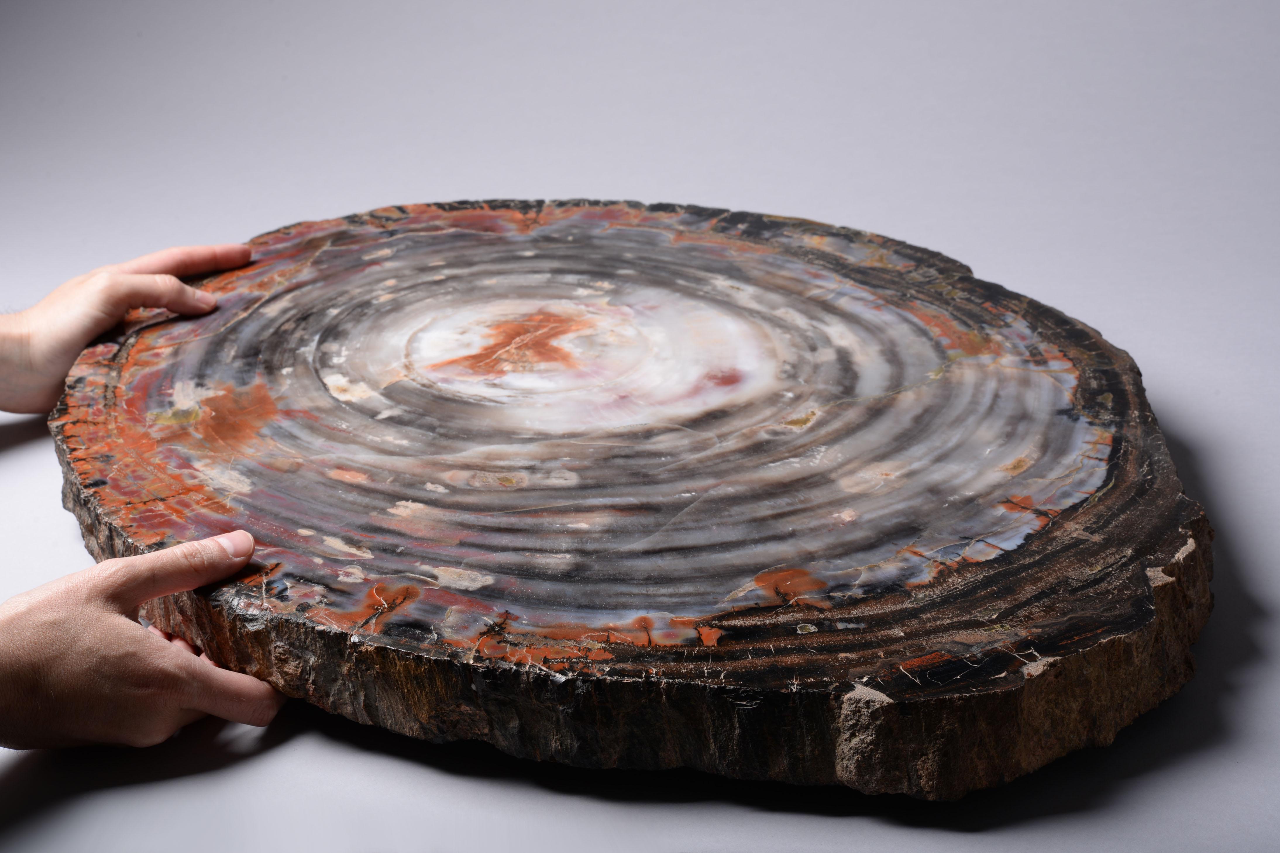 18th Century and Earlier Petrified Wood Slice from Arizona For Sale
