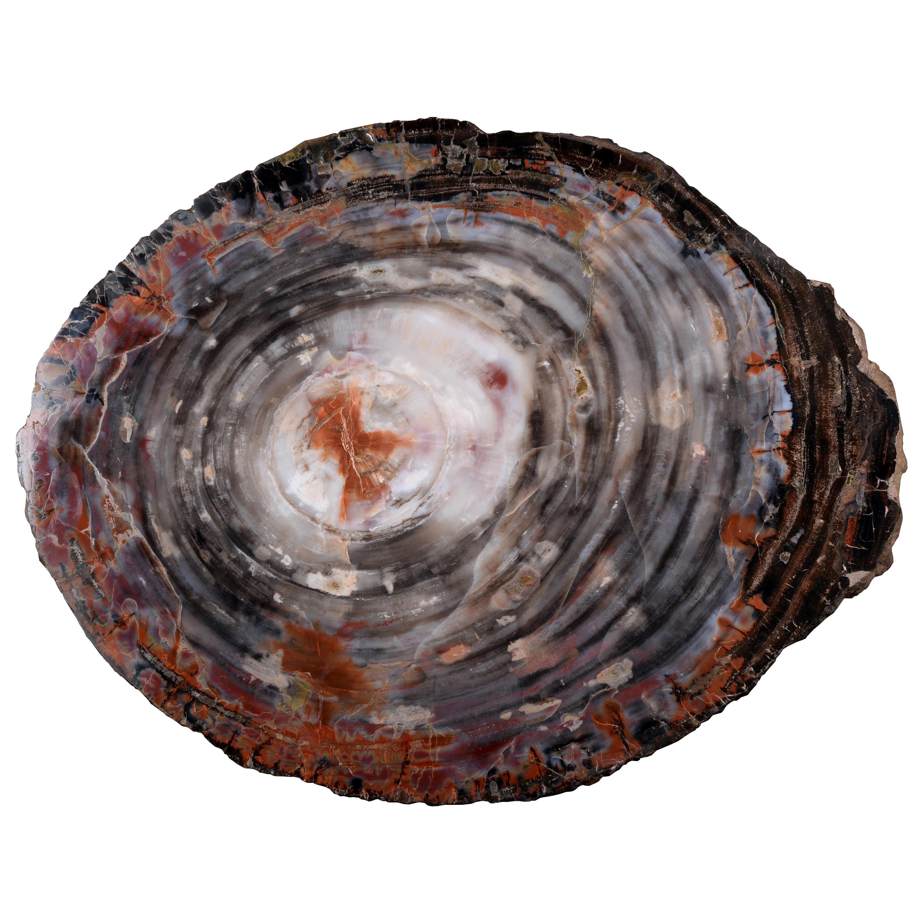 Vibrant Petrified Wood Slice from Arizona, 225 Million Years Old