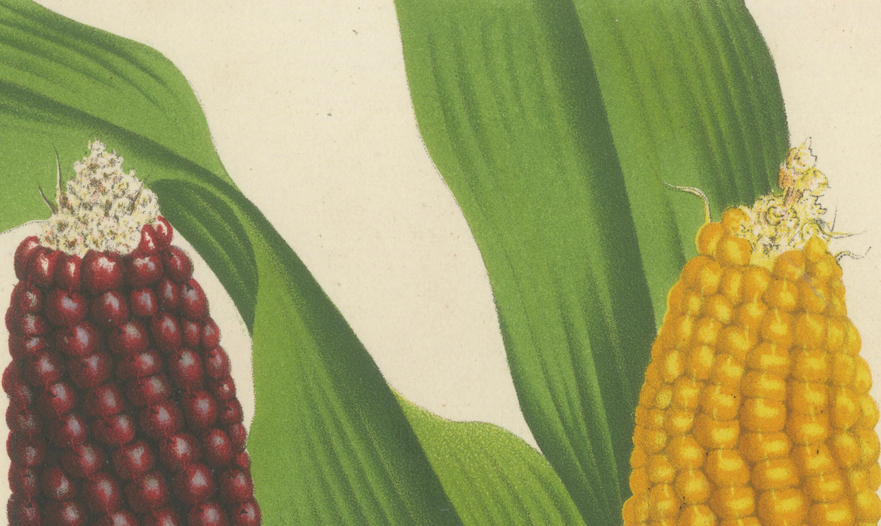 The original antique botanical illustration depicts two varieties of Zea mays, commonly known as corn or maize. This artwork showcases the diversity within this staple crop, featuring both a deep red and a classic golden yellow variety.

The maker