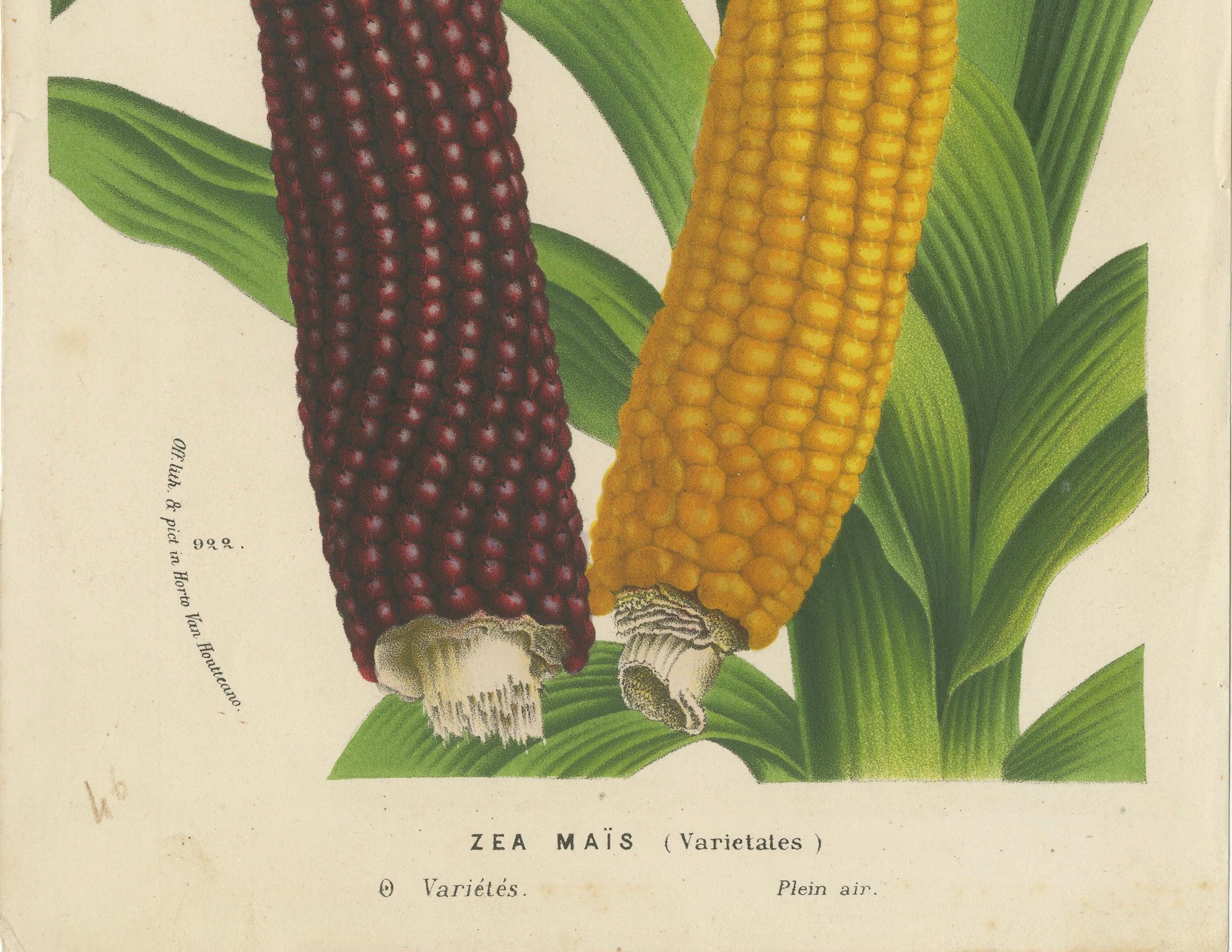 Late 19th Century Vibrant Varieties: Showcasing Red and Yellow Maize in Botanical Art, c. 1875 For Sale
