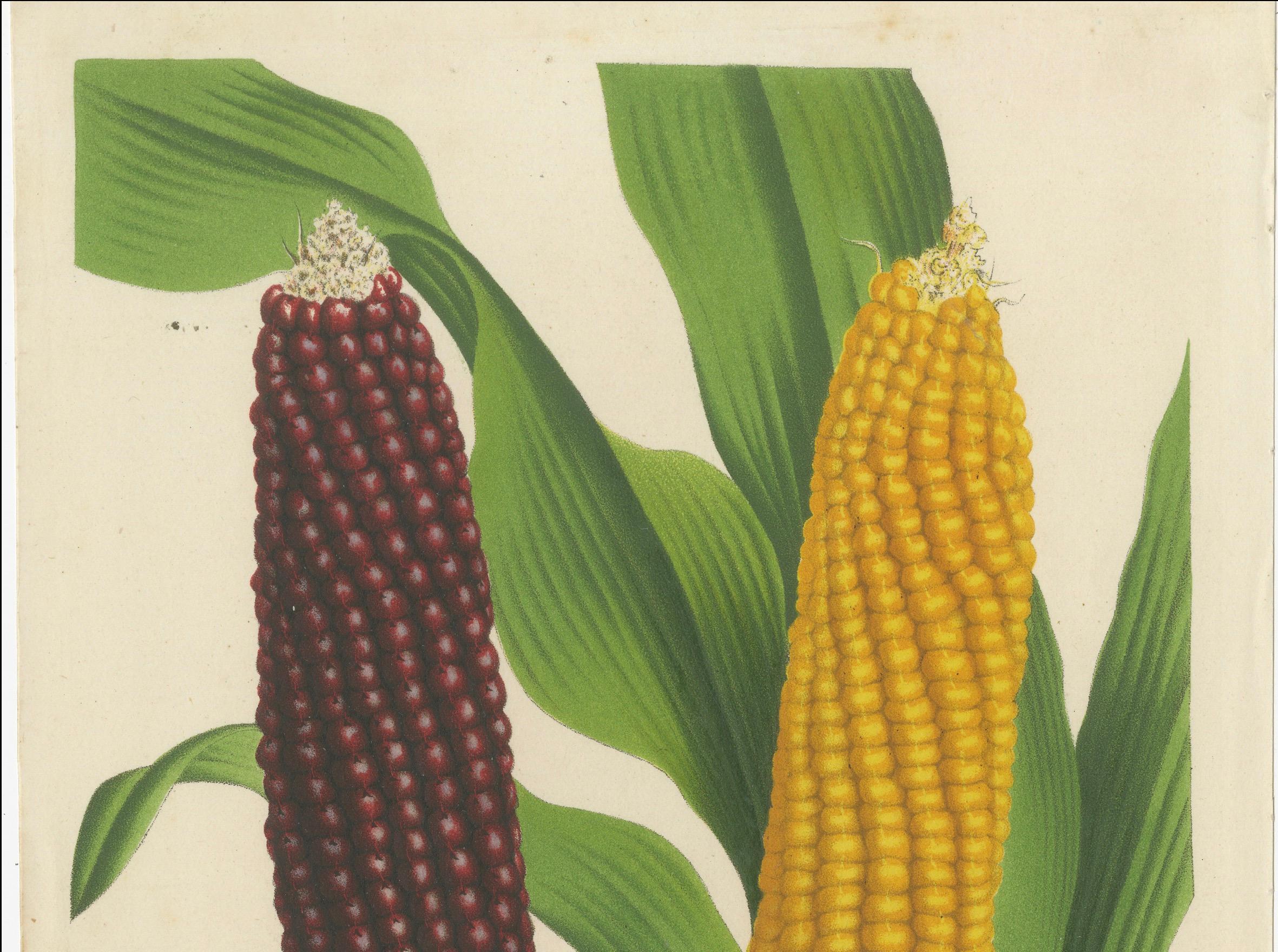 Paper Vibrant Varieties: Showcasing Red and Yellow Maize in Botanical Art, c. 1875 For Sale