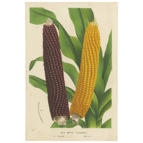 Vibrant Varieties: Showcasing Red and Yellow Maize in Botanical Art, c. 1875