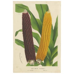 Variedades vibrantes: La exhibición del maíz rojo y amarillo en el arte botánico, c. 1875