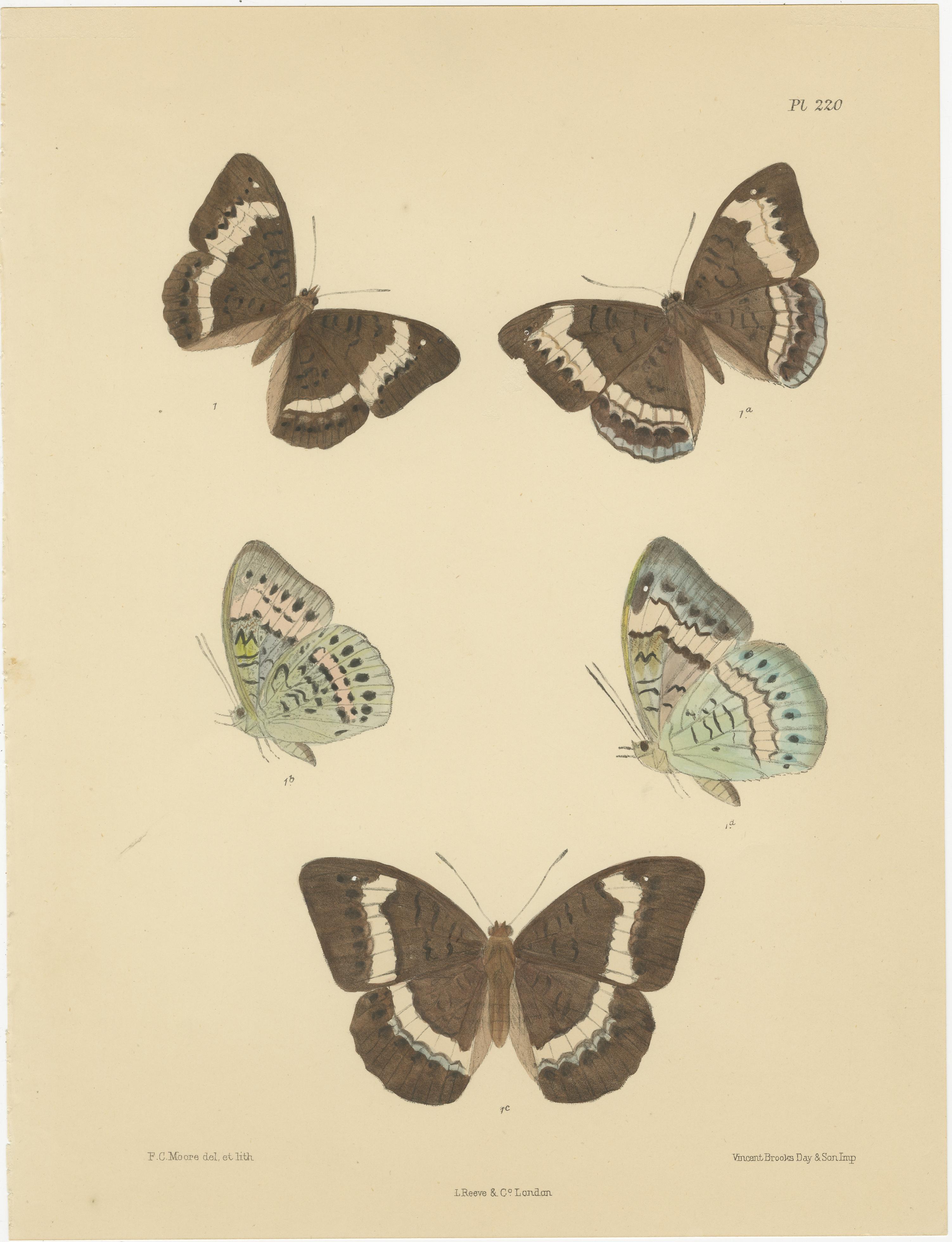 Vibrantes Litografías Victorianas de Mariposas: Retratos delicados de Frederic C. Moore

Este notable par de litografías, creadas por Frederic C. Moore en 1878, muestra la increíble diversidad de especies de mariposas con sus coloraciones y dibujos