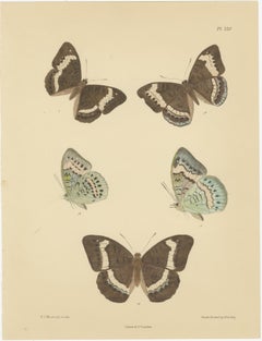 Leuchtend viktorianische Schmetterlingslithografien: Zarte Porträts von Frederic C. Moore