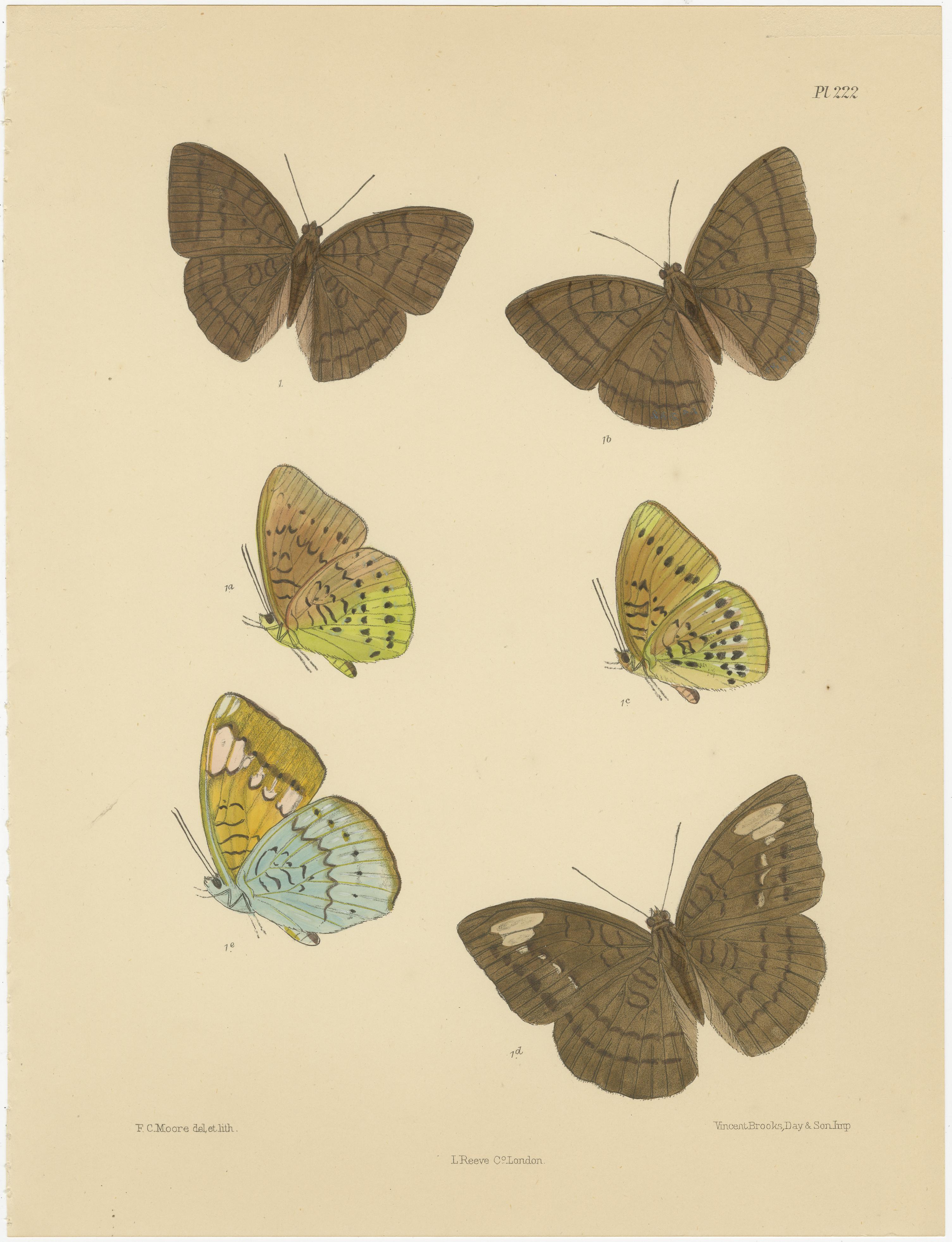Vibrantes Litografías Victorianas de Mariposas: Retratos delicados de Frederic C. Moore en Bueno estado para la venta en Langweer, NL