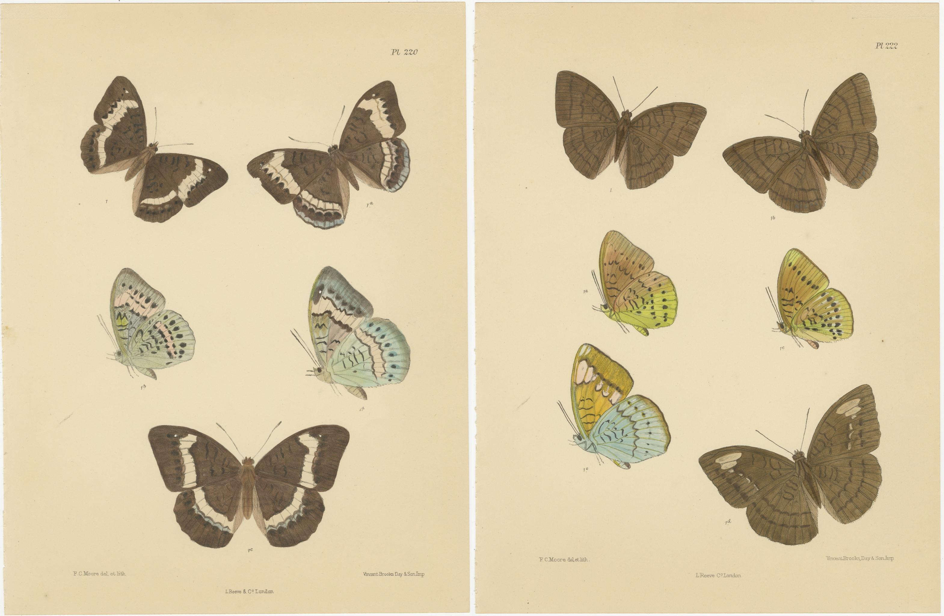 Vibrantes Litografías Victorianas de Mariposas: Retratos delicados de Frederic C. Moore Fines del siglo XIX en venta