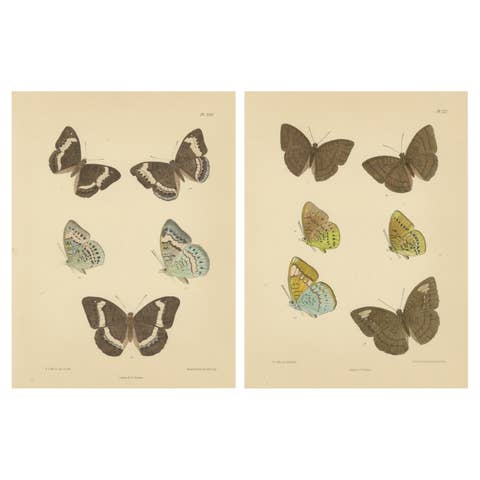 Vibrant Victorian Butterfly Lithographs: Delicate Portraits by Moore, 1878