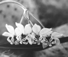 "Balloon Milkweed/Memories", photographie contemporaine, botanique, noir et blanc