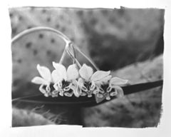 "Balloon Milkweed/Memories", Contemporary, Botanical, Black and White Photograph
