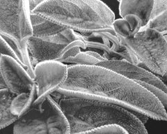 "Lambs Ear/Comfort", photographie contemporaine, botanique, noir et blanc