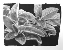 "Lambs Ear/Comfort", photographie contemporaine, botanique, noir et blanc