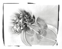 "Hydrangea/Remembrance", Contemporary, Botanical, Black and White Photograph