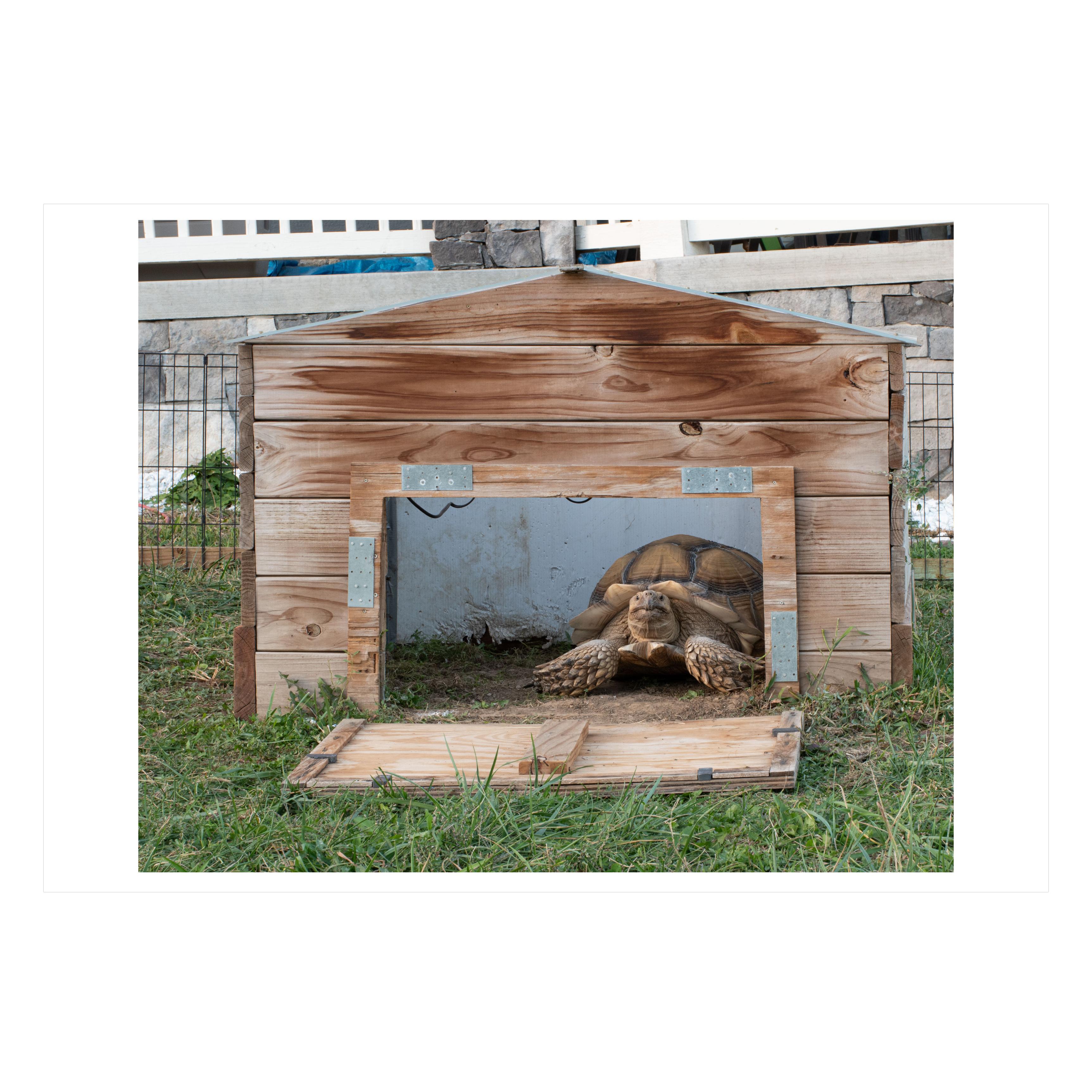 Tyrion (40% OFF LIST PRICE) - Photograph by Vicki Stewart