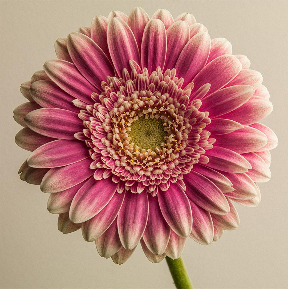 Blume, 2016 – Photograph von Victor Demarchelier