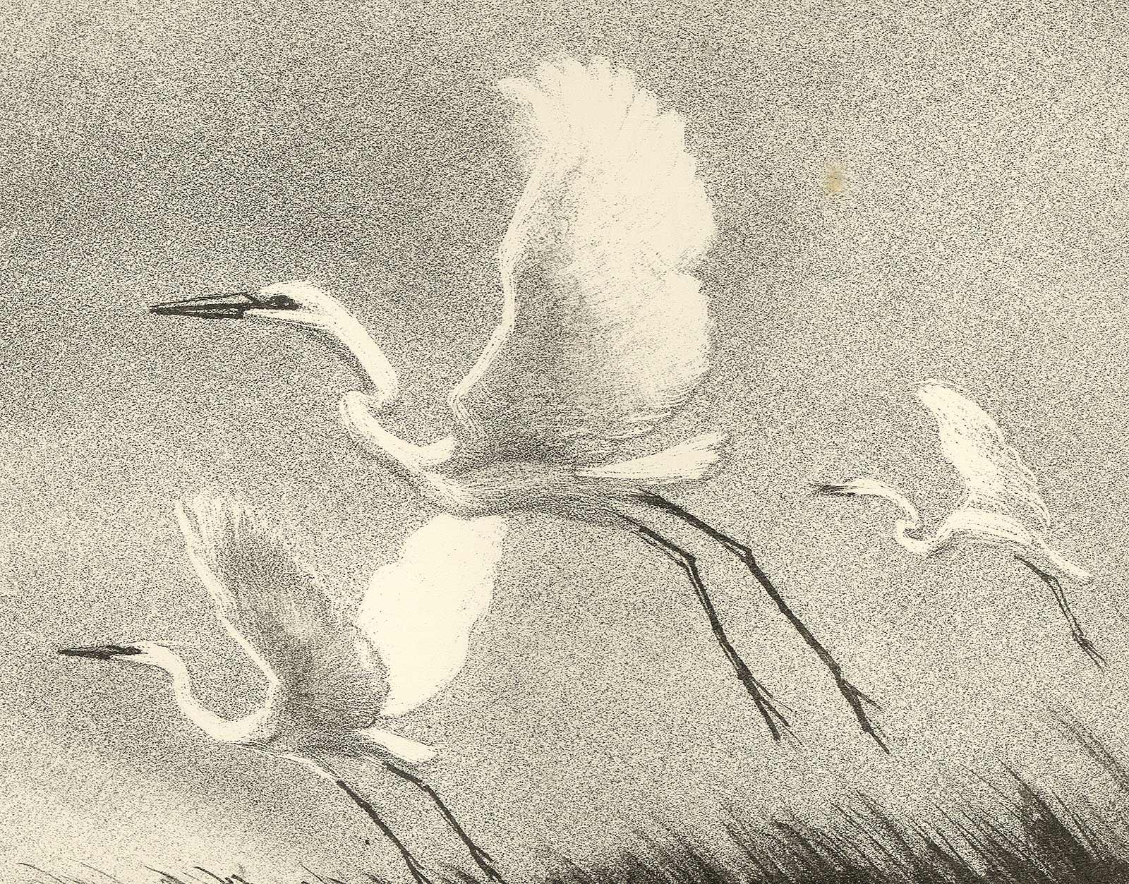 Andante (Two majestic water birds soar slowly over the marshland) - Print by Victoria Hutson Huntley