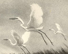 Andante (Two majestic water birds soar slowly over the marshland)
