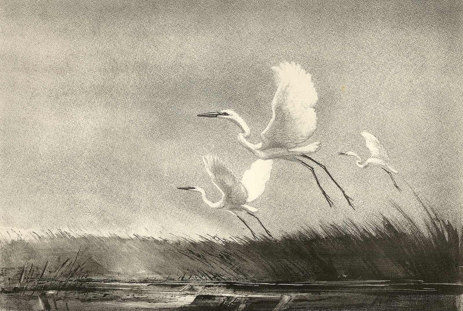 Victoria Hutson Huntley Landscape Print - Andante (Two majestic water birds soar slowly over the marshland)