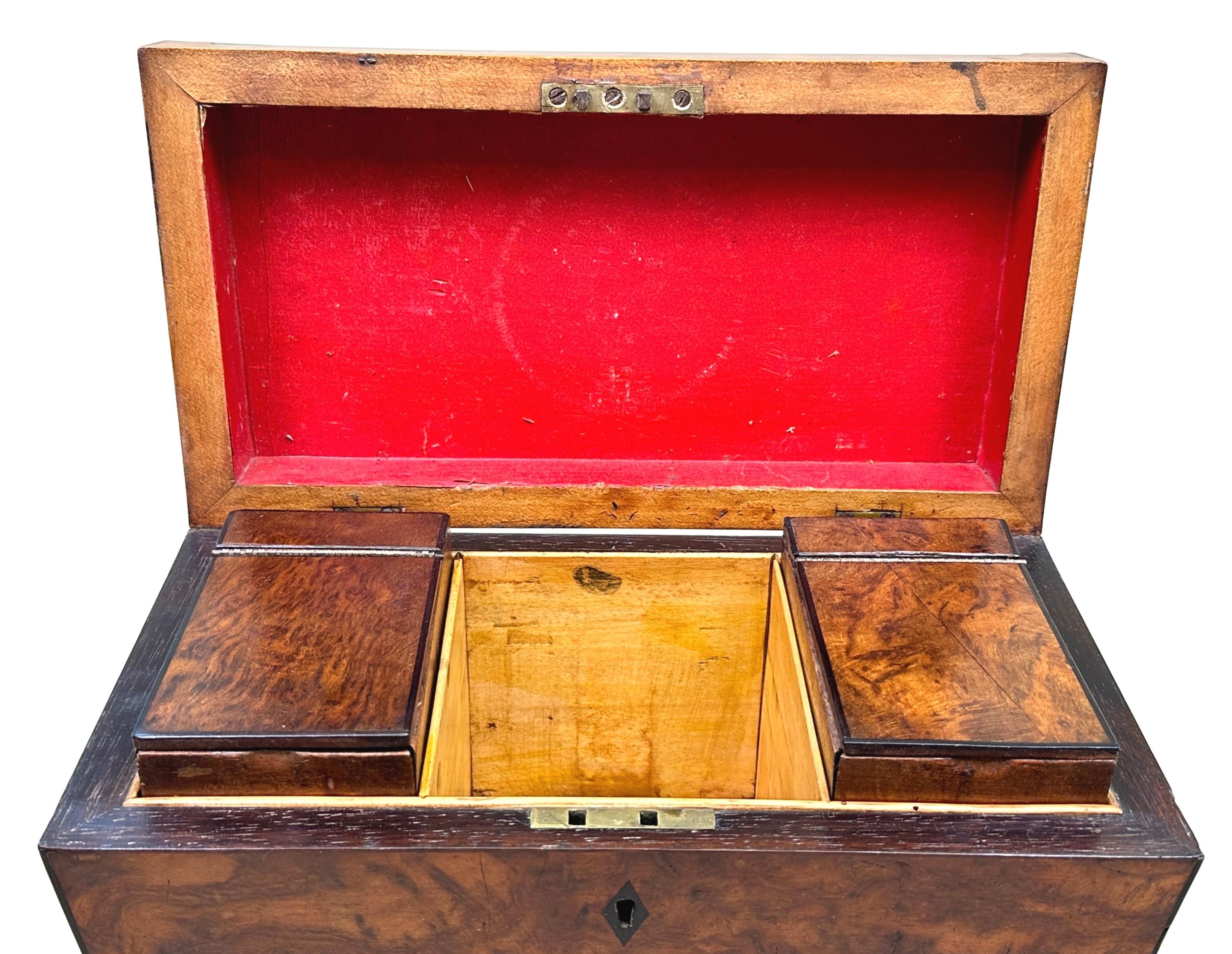 English Victorian 19th Century Large Yew Tea Caddy For Sale