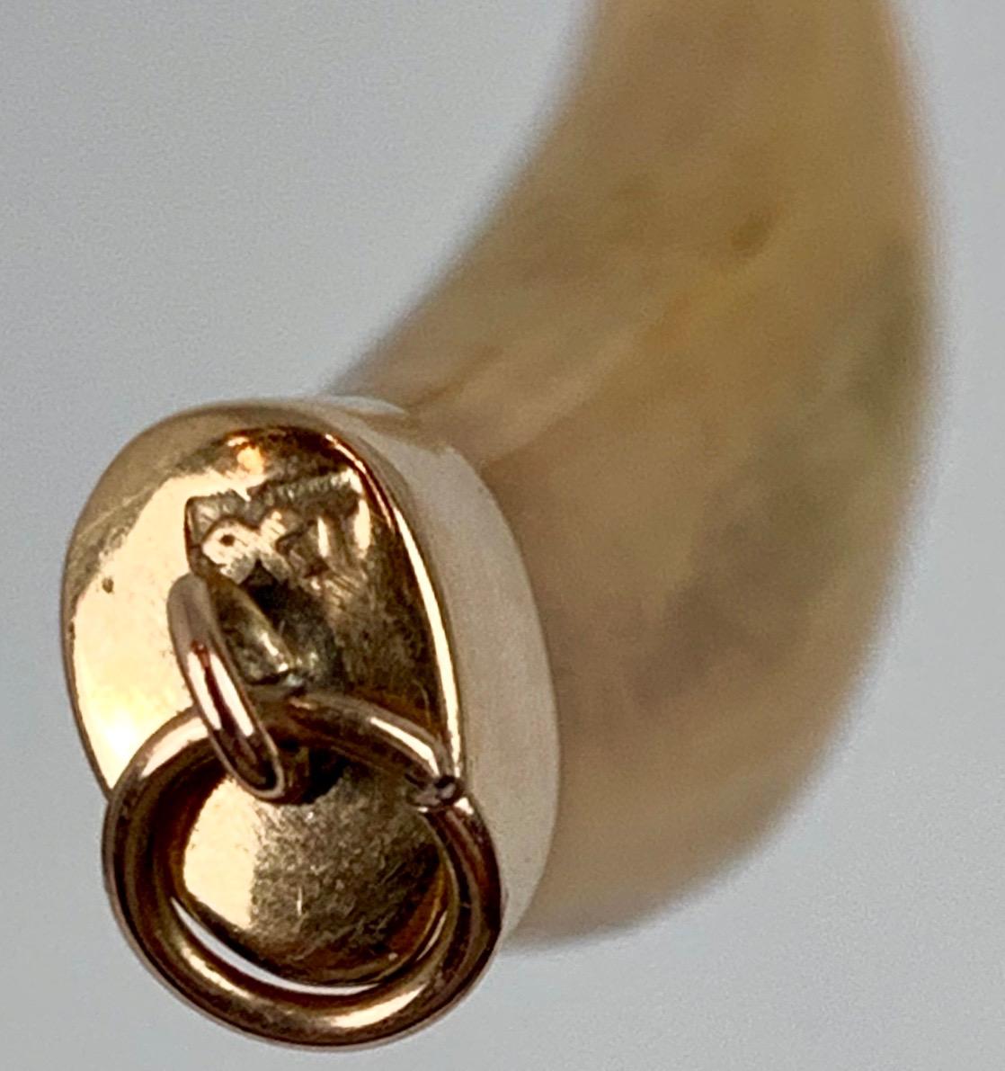 English Victorian lion's tooth mounted in 9 carat gold with a loop for hanging on a chain or cord.
