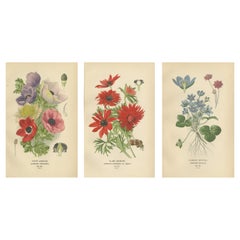 Victorian Anemone Splendor in Antique Prints, 1896