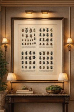 Victorian Beetle Prints Set of Four – Scarab & Stag Beetle Plates, 1893