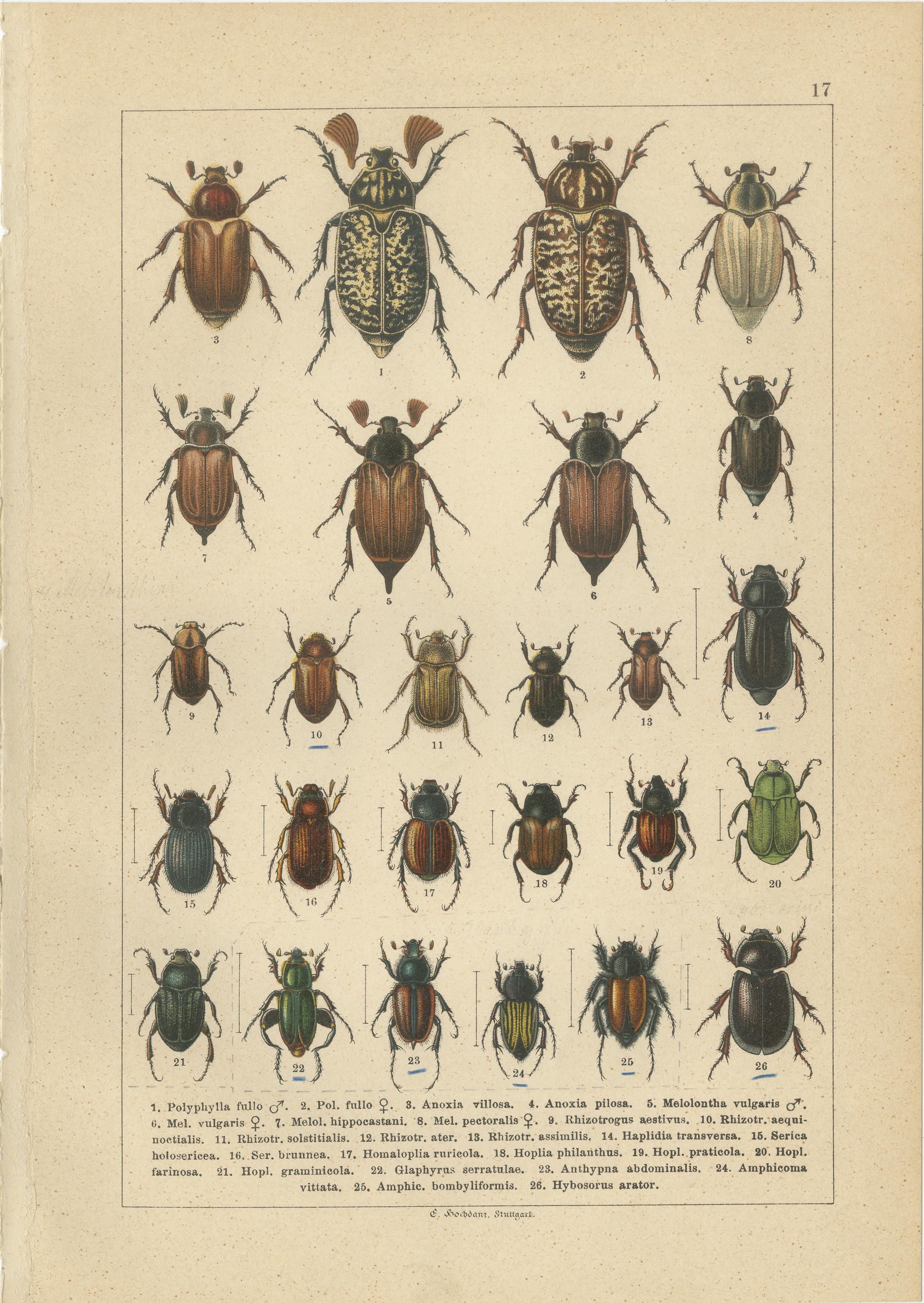 Victorian Beetle Prints Set of Four – Scarab & Stag Beetle Plates, 1893
