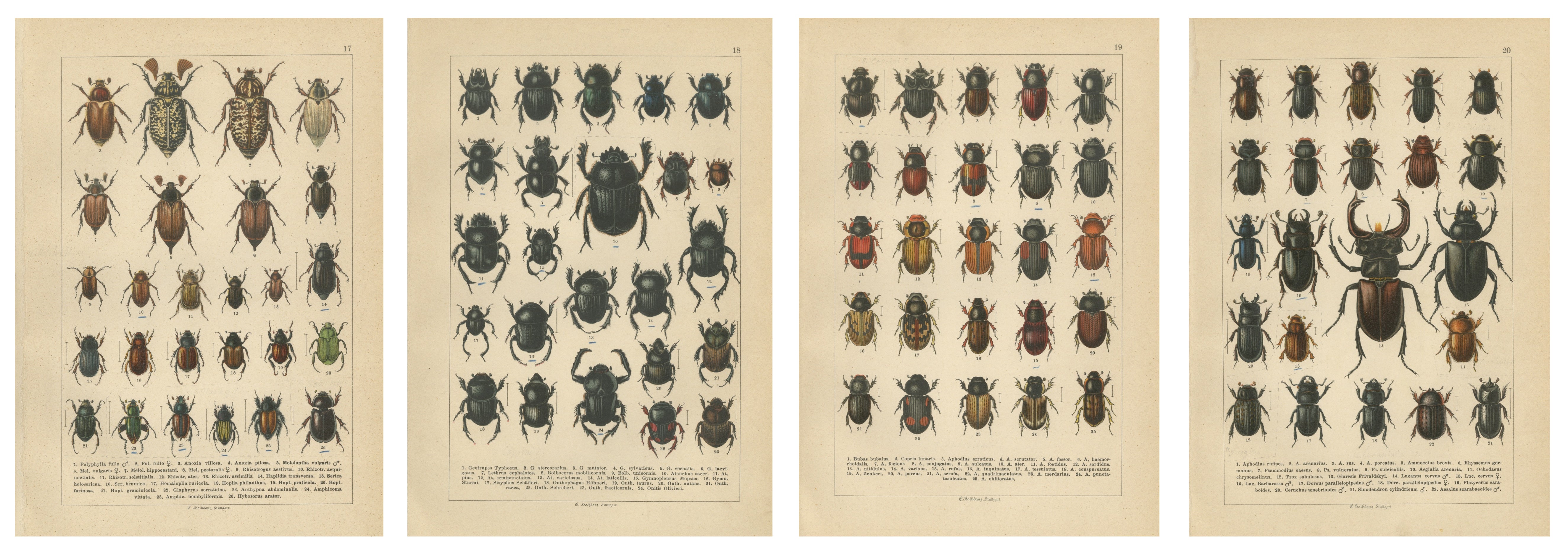 Victorian Beetle Prints Set of Four – Scarab & Stag Beetle Plates, 1893