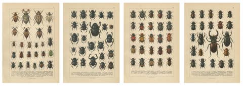 Victorian Beetle Prints Set of Four – Scarab & Stag Beetle Plates, 1893