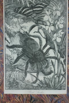 Victorian "Bird" Spider Print