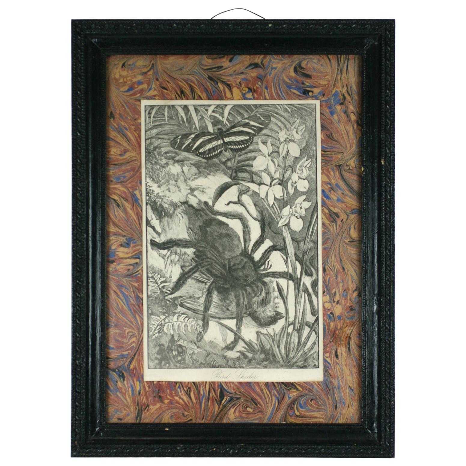 Victorian "Bird" Spider Print For Sale