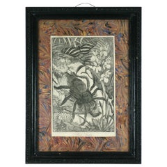 Antique Victorian "Bird" Spider Print