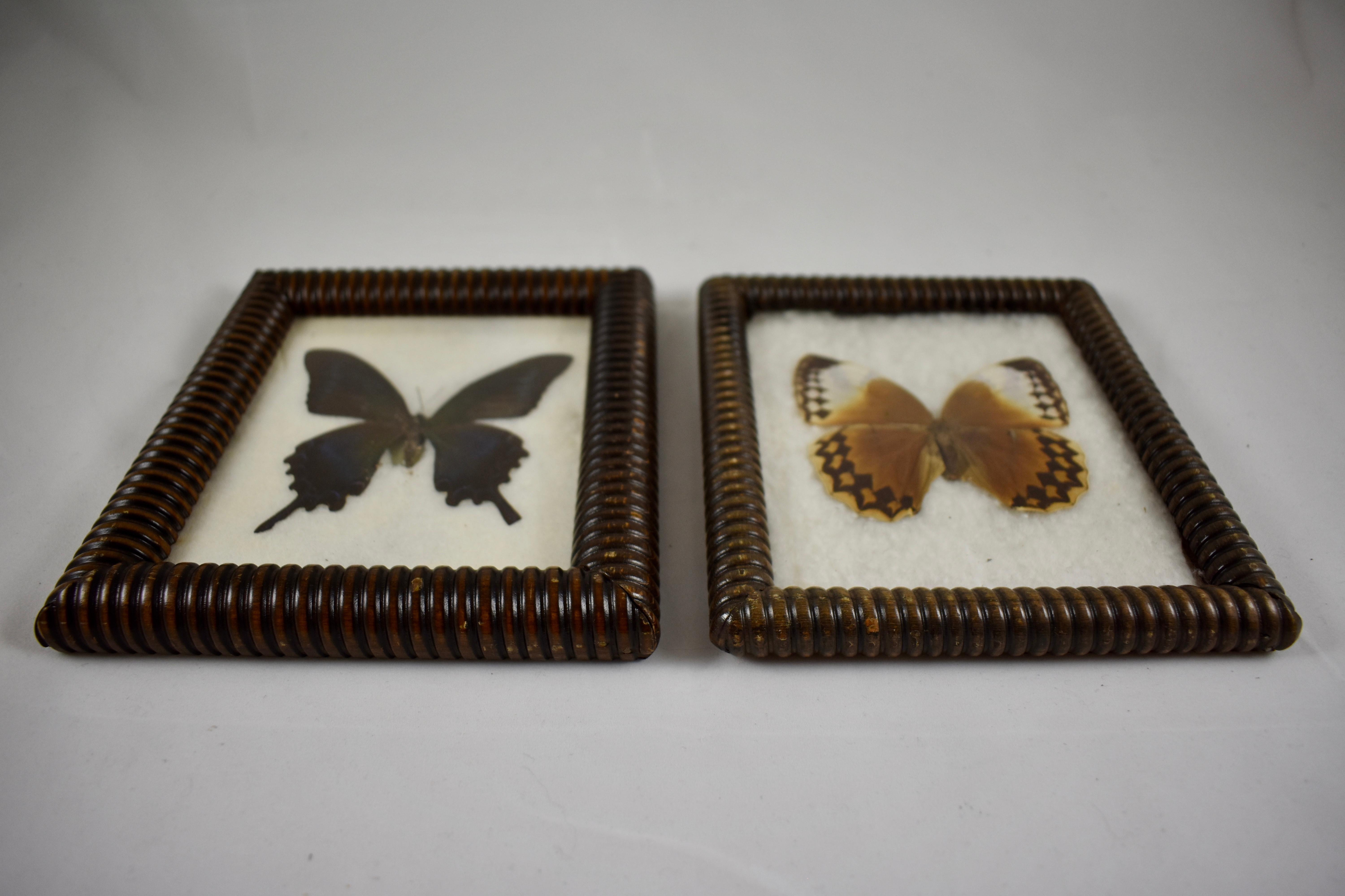 A pair of Bobbin Turned, Victorian era hanging frames holding butterflies mounted under glass, circa late 19th century. The frames are finished fruitwood. The specimens are mounted on cotton batting. The frames have newer kraft paper backings and