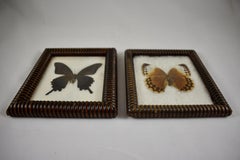 Victorian Bobbin Turned Framed Taxidermy, Mounted Butterflies on Batting, a Pair