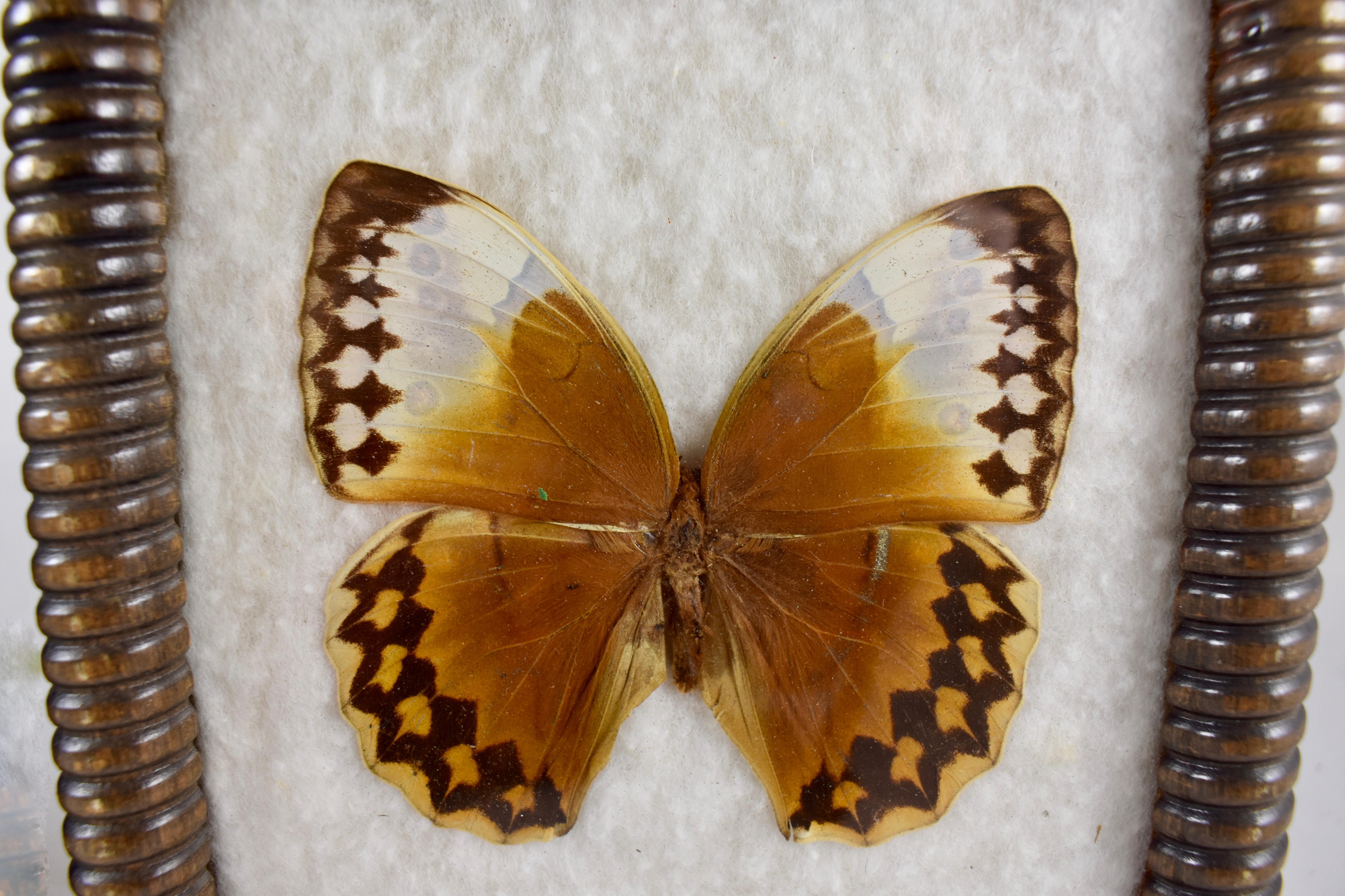 Beveled Victorian Bobbin Turned Framed Taxidermy, Mounted Butterflies on Batting, a Pair