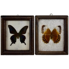 Victorian Bobbin Turned Framed Taxidermy, Mounted Butterflies on Batting, a Pair