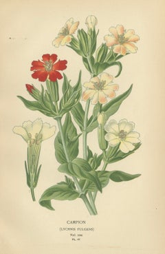 Victorian Botanical Elegance: A Triptych of Edward Step's Floral Masterpiece