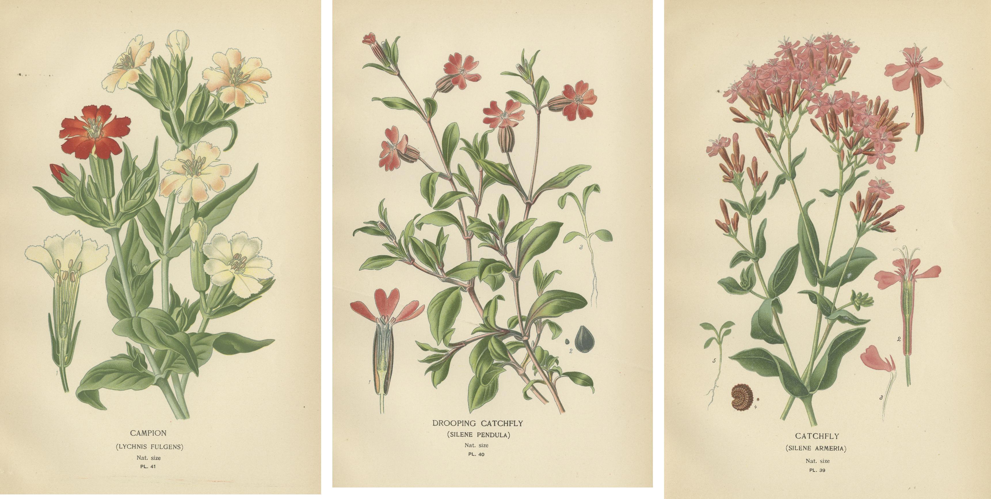 Paper Victorian Botanical Elegance: A Triptych of Edward Step's Floral Masterpiece For Sale
