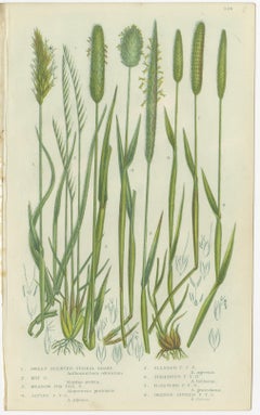 Victorian Botanical Engravings of Tunbridge Film Ferns, 1873, Pair