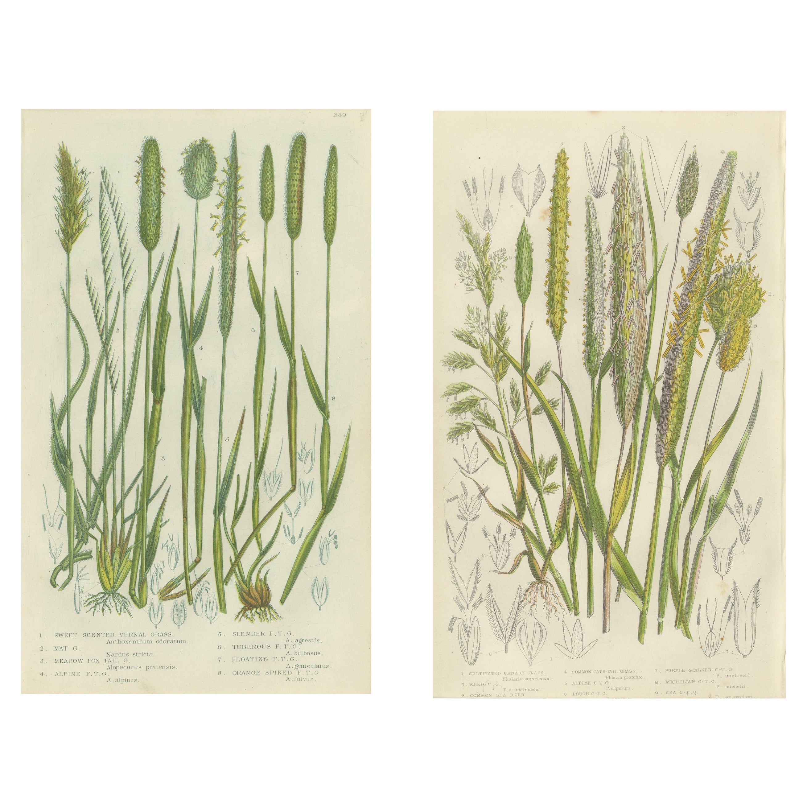 Victorian Botanical Engravings of Tunbridge Film Ferns, 1873, Pair
