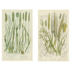 Victorian Botanical Engravings of Tunbridge Film Ferns, 1873, Pair