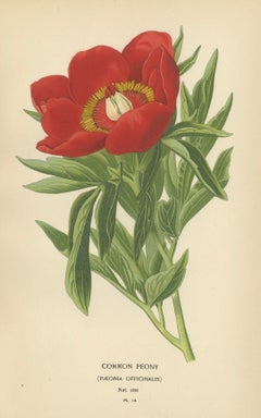 Victorian Botanical Majesty: Original Lithographs of Peonies and Monkshood, 1896