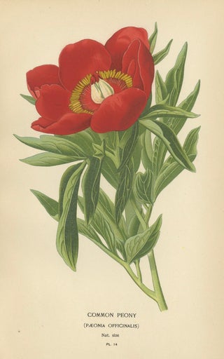 Victorian Botanical Majesty: Original Lithographs of Peonies and Monkshood, 1896, view 2