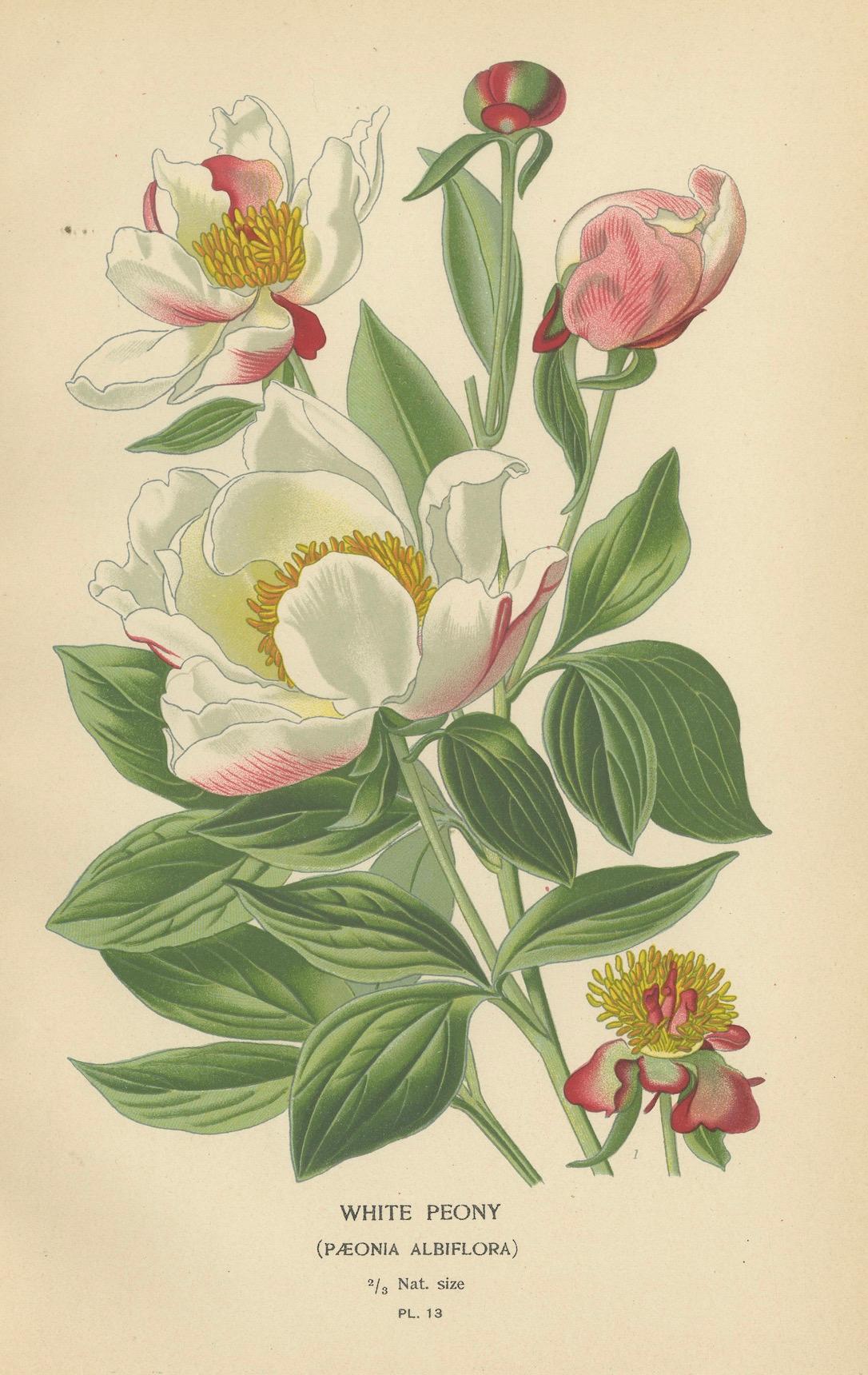 Victorian Botanical Majesty: Original Lithographs of Peonies and Monkshood, 1896 In Good Condition For Sale In Langweer, NL