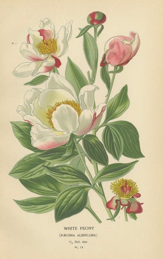 Victorian Botanical Majesty: Original Lithographs of Peonies and Monkshood, 1896, view 3