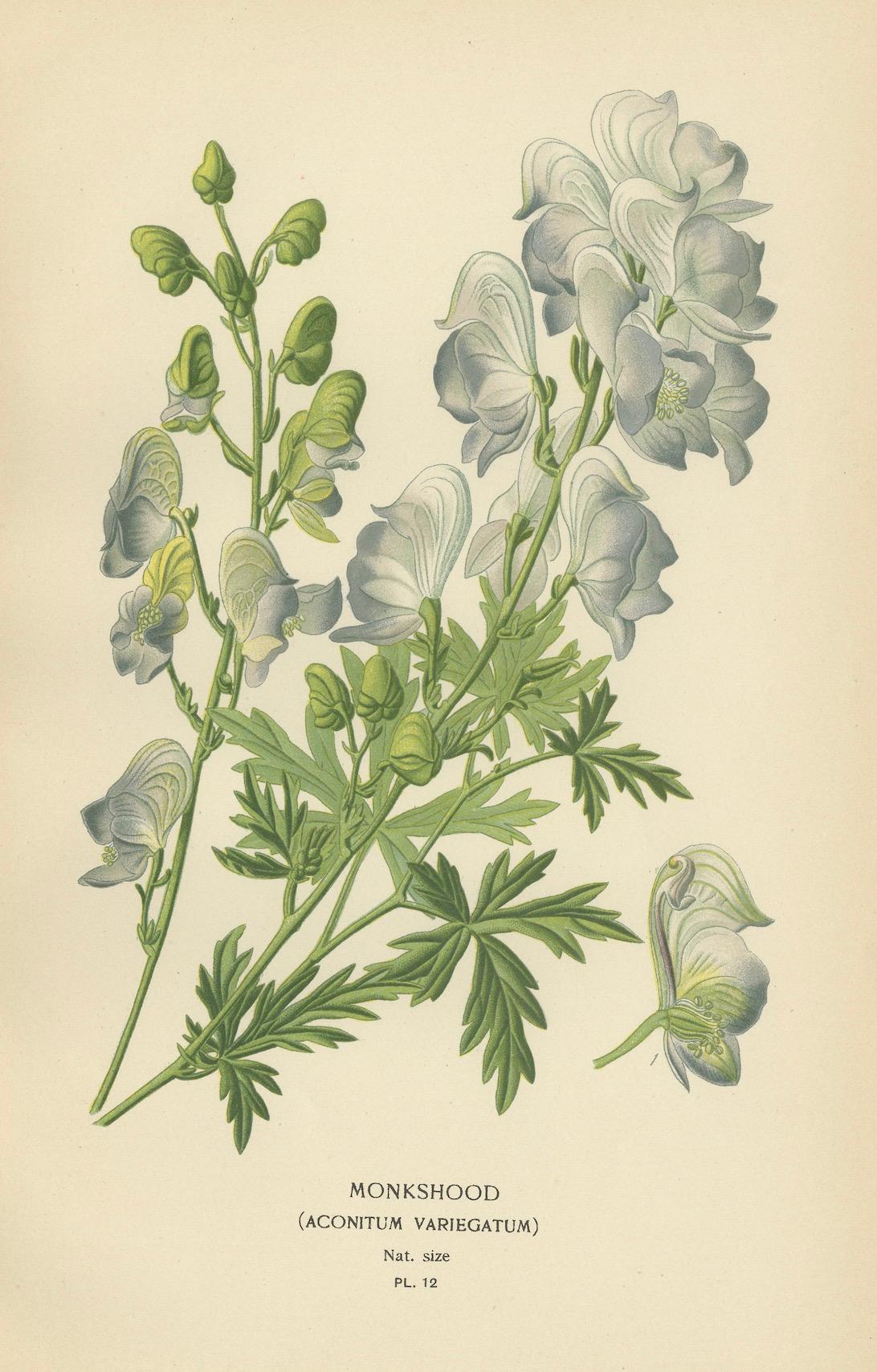 Late 19th Century Victorian Botanical Majesty: Original Lithographs of Peonies and Monkshood, 1896 For Sale