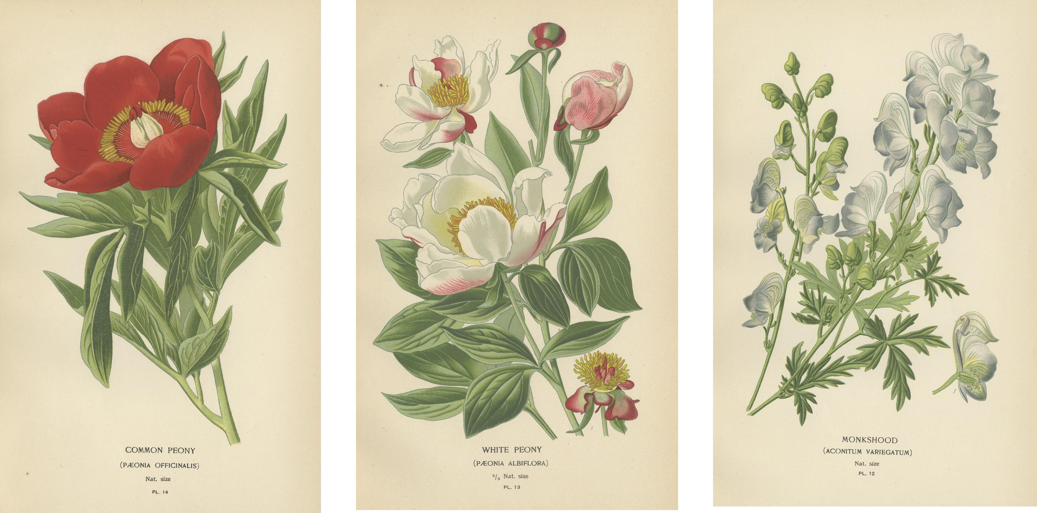 Paper Victorian Botanical Majesty: Original Lithographs of Peonies and Monkshood, 1896 For Sale