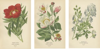 Victorian Botanical Majesty: Original Lithographs of Peonies and Monkshood, 1896, view 5